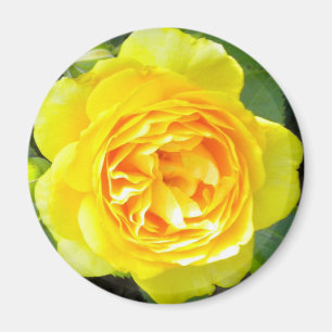Imã Magnet Rosa Amarelo