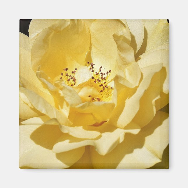 Imã Magnet Rosa Amarelo (Frente)