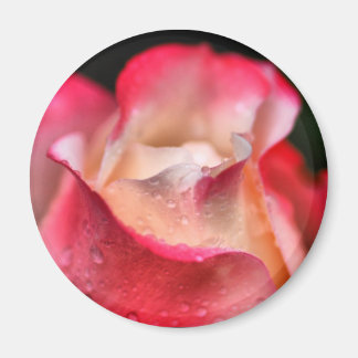 Imã Magnet - Rosa Bloom com gotas de água