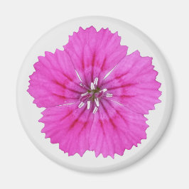 Imã Magnet Rosa Dianthus