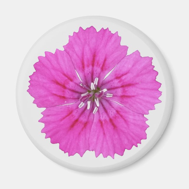Imã Magnet Rosa Dianthus (Frente)