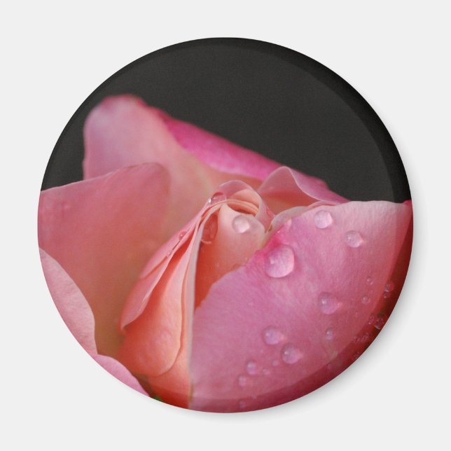 Imã Magnet - Rosa Rosa Cor-de-rosa - Bud (Frente)