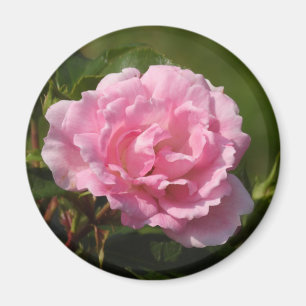 Imã Magnet Rosa Rosa Rosa Rosa
