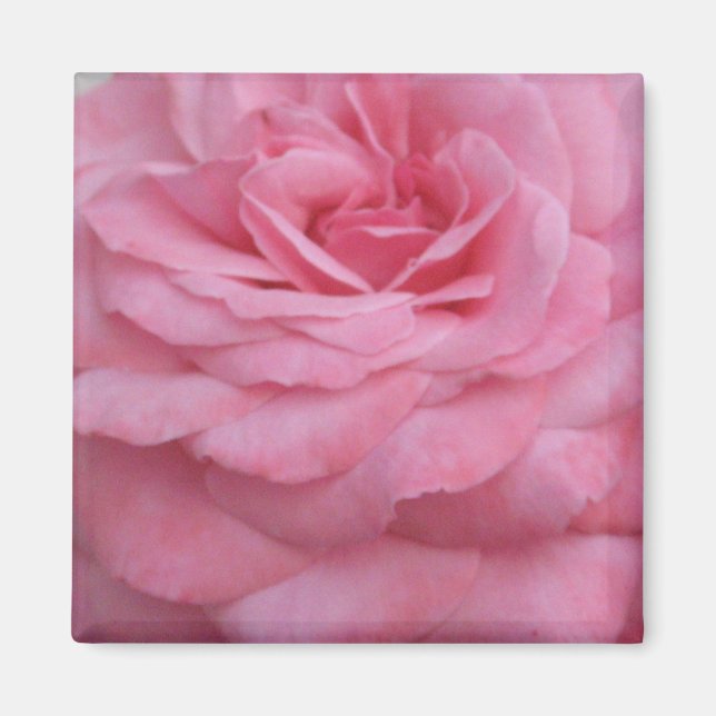 Imã Magnet Rosa Rosa Rosa Rosa Rosa Rosa (Frente)