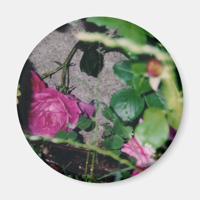 Imã Magnet Rosa Rosa Rosa Rosa Rosa Rosa (Frente)