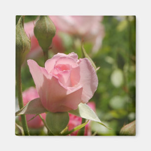 Imã Magnet Rosa Rosa Rosa Rosa Rosa Rosa