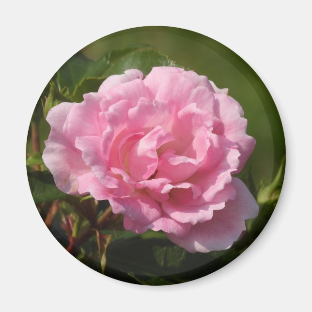 Imã Magnet Rosa Rosa Rosa Rosa Rosa Rosa (Frente)