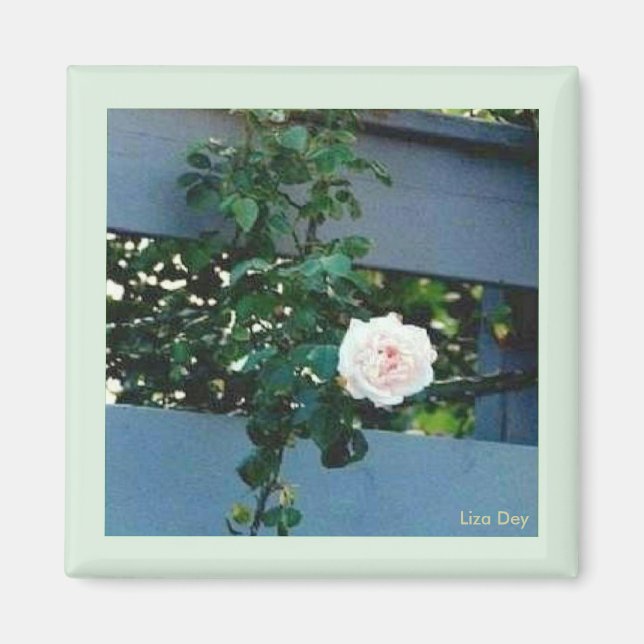 Imã Magnet Rosa Rosa Rosa Rosa Rosa Rosa (Frente)