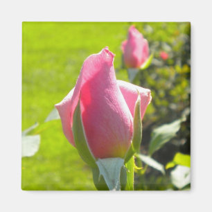 Imã Magnet Rosa Rosa Rosa Rosa Rosa Rosa Rosa Rosa