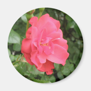 Imã Magnet Rosa selvagem