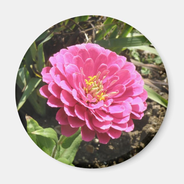 Imã Magnet Rosa Zinnia (Frente)