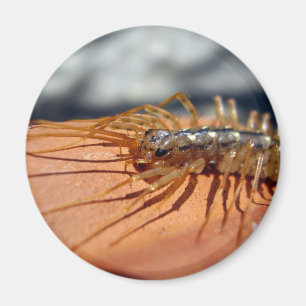 Imã Magnet Scutigera Coleoptrata