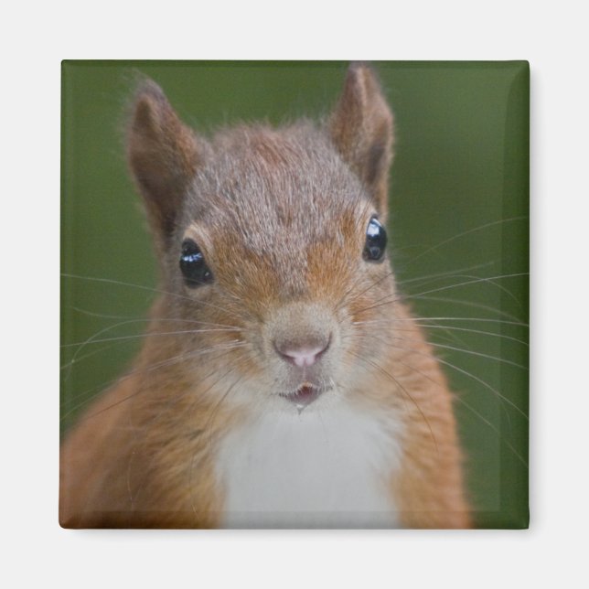 Imã Magnet Sesty Squirrel (Frente)