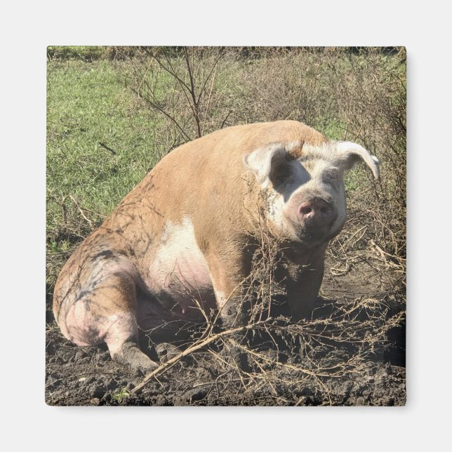 Imã Magnet - Sheila meu Big Fat Pig (Frente)