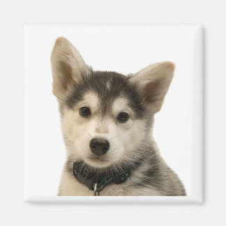 Imã Magnet Siberian Husky