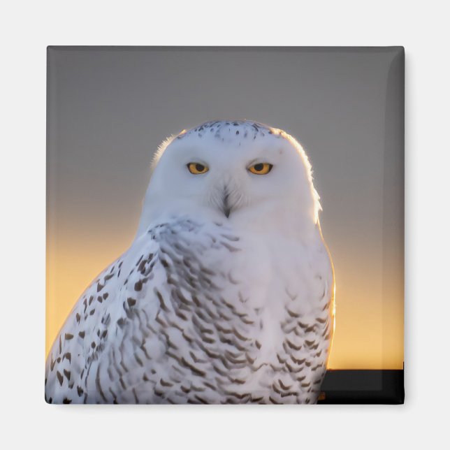 Imã Magnet Snowy Owl 2" (Frente)