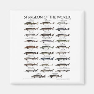IMÃ MAGNET - STURGEON OF THE WORLD POSTER