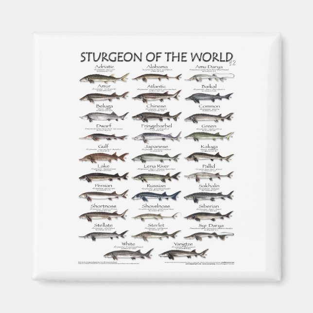 IMÃ MAGNET - STURGEON OF THE WORLD POSTER (Frente)