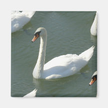 Magnet - Swans em Cor