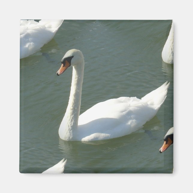 Imã Magnet - Swans em Cor (Frente)