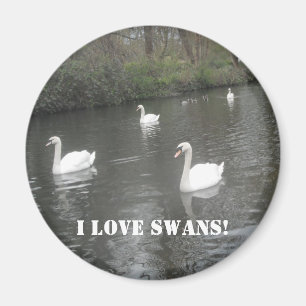 Imã Magnet Swans Nadando, Eu Adoro Swans