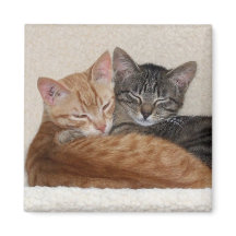 Magnet Tabby Cats