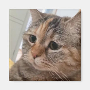 Imã Magnet Talking Cats Memory