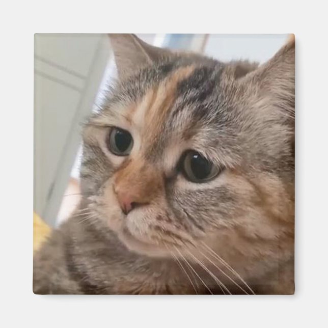 Imã Magnet Talking Cats Memory (Frente)