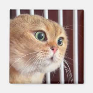 Imã Magnet Talking Cats Memory