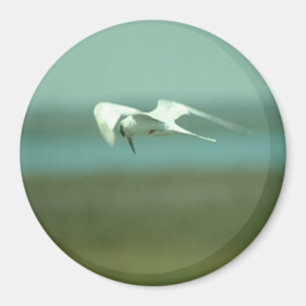 Imã Magnet - Tern em voo