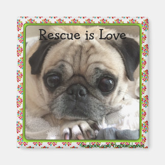 Imã Magnet/The Itsy Pug: Resgate é Amor