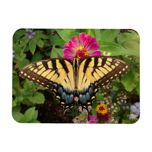 Ímã Magnet Tigre Swallowtail Butterfly 3"x4" (Horizontal)