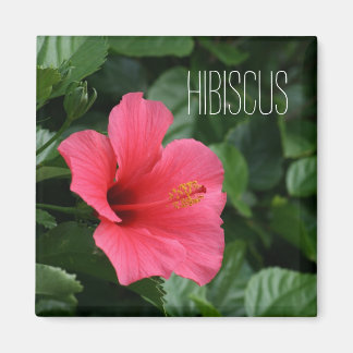 Imã Magnet Tropical de Hibiscus Rosa