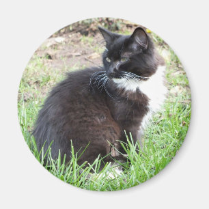 Imã Magnet Tuxedo Kitten
