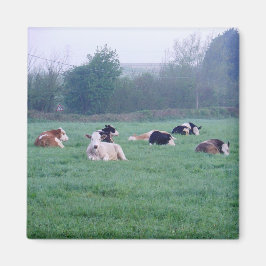 Imã Magnet - Vacas - Em Cor