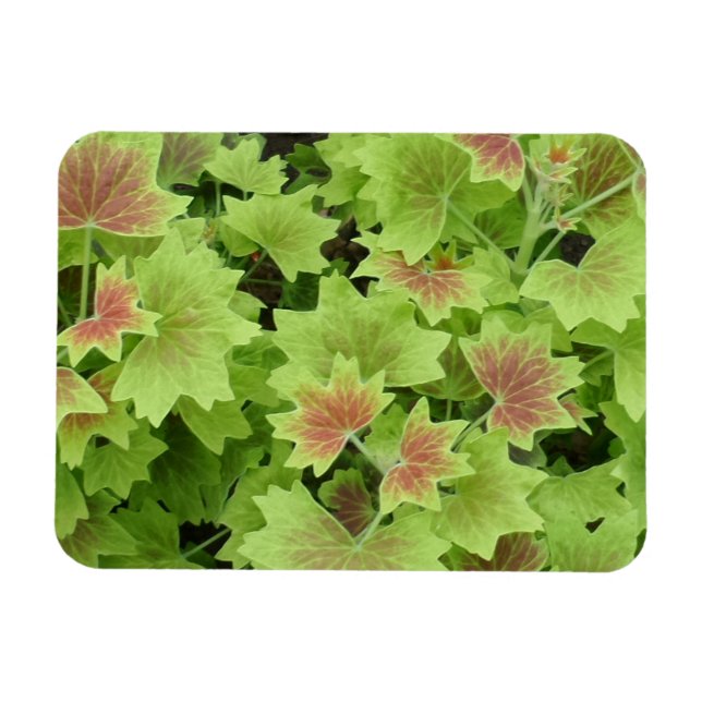 Ímã Magnet Verde/Vermelho 3"x4" (Horizontal)