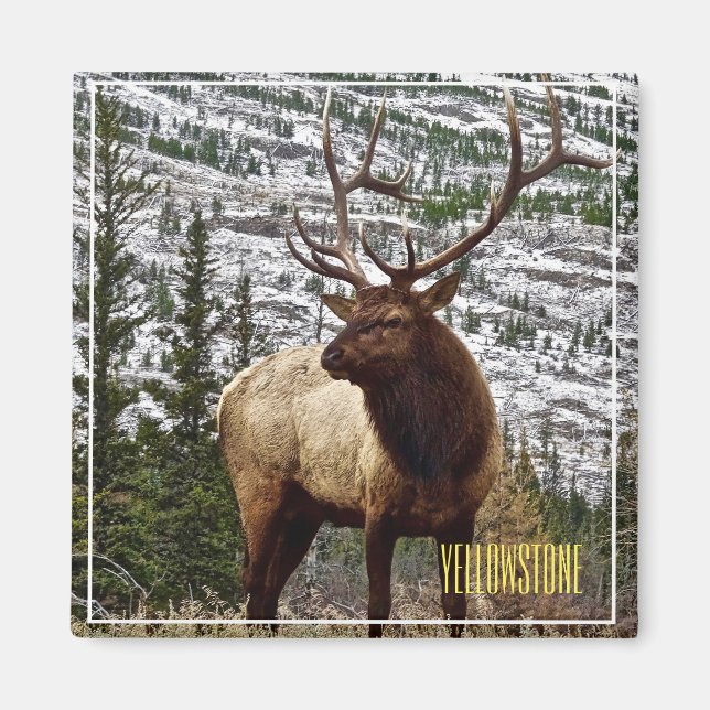 Imã Magnet Yellowstone Elk (Frente)