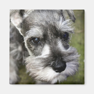 Imã Magneta Adorável para Schnauzer Puppy