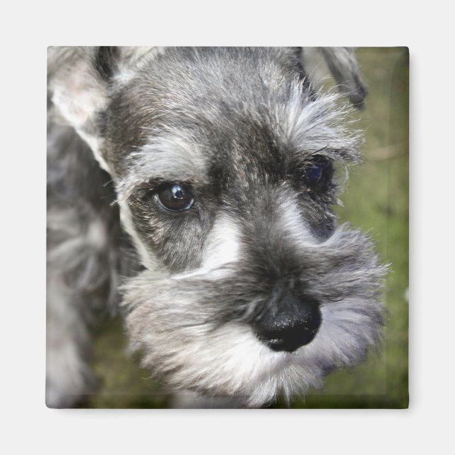 Imã Magneta Adorável para Schnauzer Puppy (Frente)