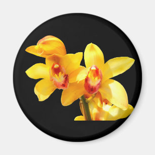 Imã Magneta amarela da orquídea Cymbidium