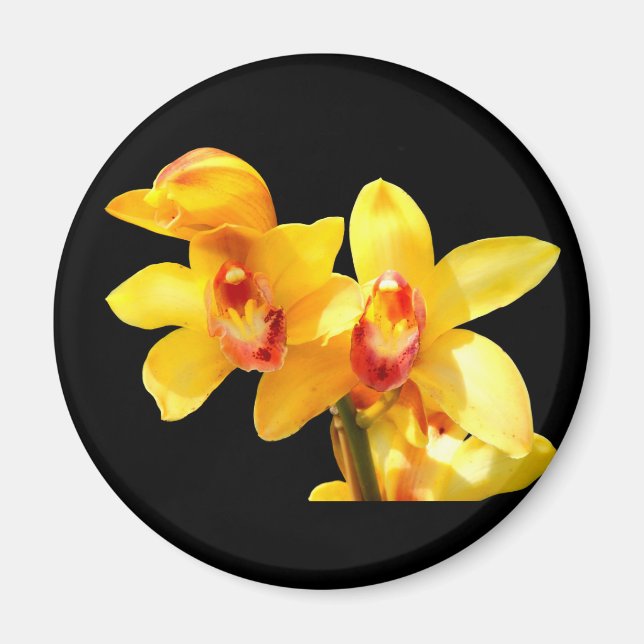 Imã Magneta amarela da orquídea Cymbidium (Frente)