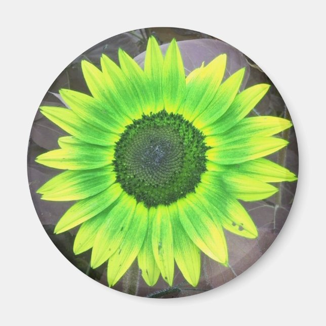 Imã Magneta Amarelo N Verde (Frente)