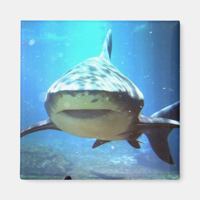 Imã Magneta ao quadrado do tubarão (Frente)