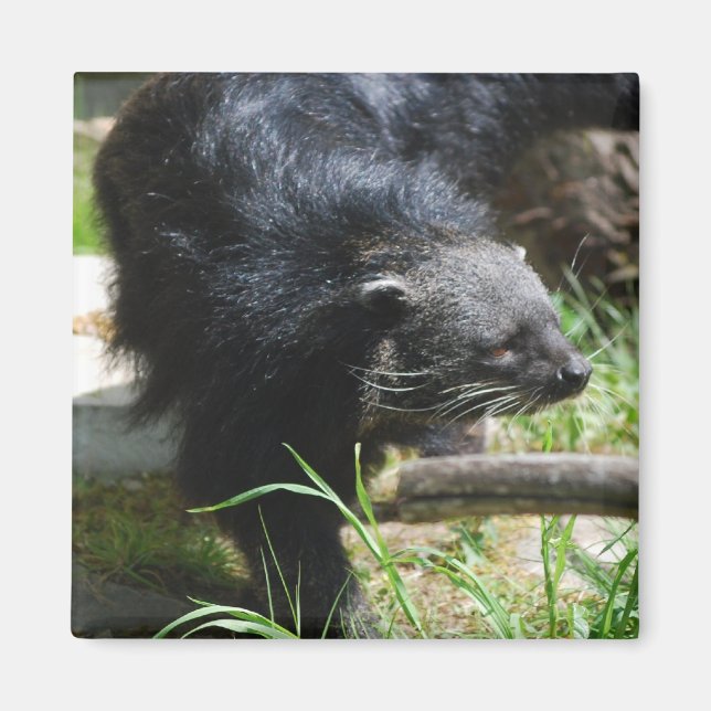 Imã Magneta asiática (Frente)