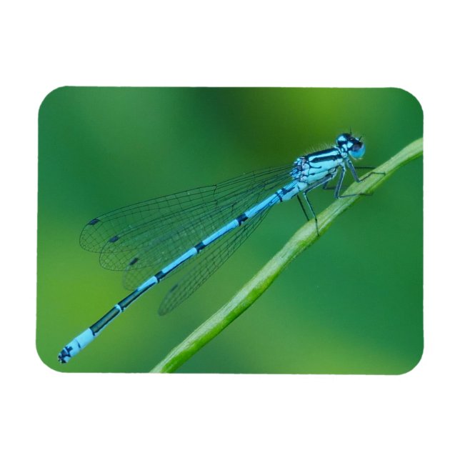 Ímã Magneta Azul Comum Damselfly (Horizontal)