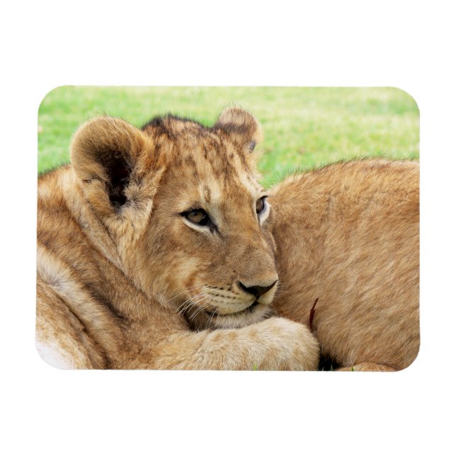 Ímã Magneta Baby Tiger (Horizontal)