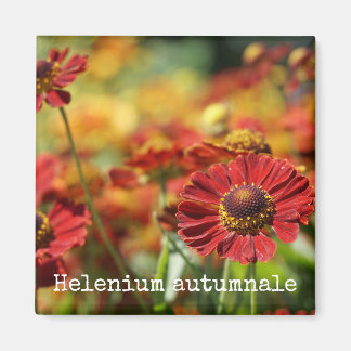 Imã Magneta Botânica espirrados