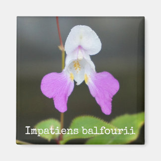 Imã Magneta Botânica Orquídea do Homem Pobre