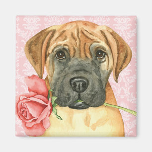 Imã Magneta Bullmastiff do Rosa namorados