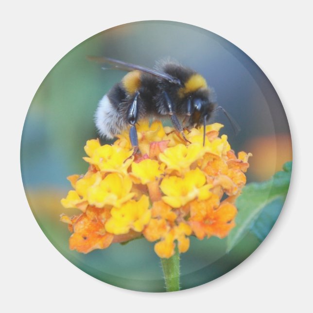 Imã Magneta BumbleBee (Frente)